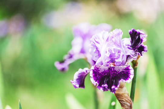Iris violet parme