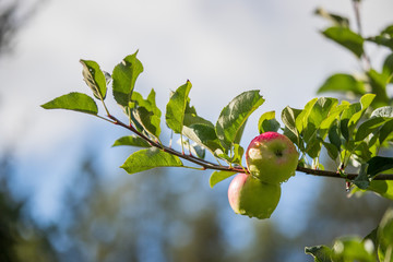 Reife Äpfel auf Apfelbaum, Herbst