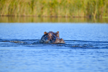 Fototapeta premium Nilpferd im Chobe River