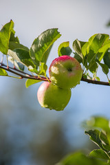 Reife Äpfel auf Apfelbaum, Herbst