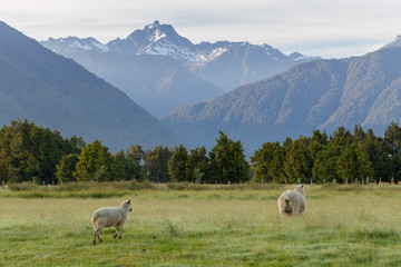 Obraz premium Sheep over Fox Mount New Zealand natural landscape background