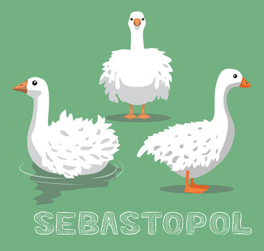 Domestic Goose Sebastopol Cartoon Vector Illustration