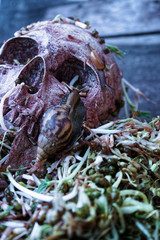 Death skull human with big snail crawl on face and rot bean sprouts some foul smelly.