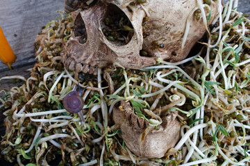 Death skull human with big snail crawl on face and rot bean sprouts some foul smelly.