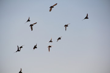 flock of birds in flight