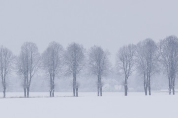 WINTER LANDSCAPE - Fields and trees covered with snow