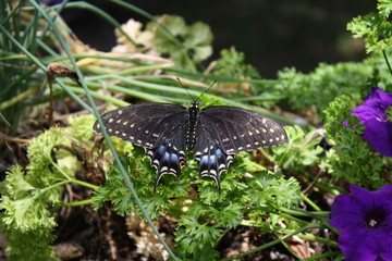 Black Swallowtail, buterflys, nature