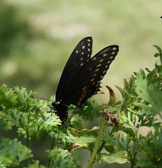 Obraz na płótnie Canvas Black Swallowtail, buterflys, nature