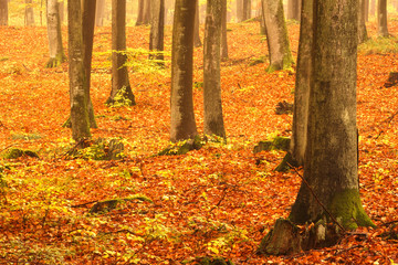 Beautiful, autumn , beech forest full of colors.Pomerania ,Poland 