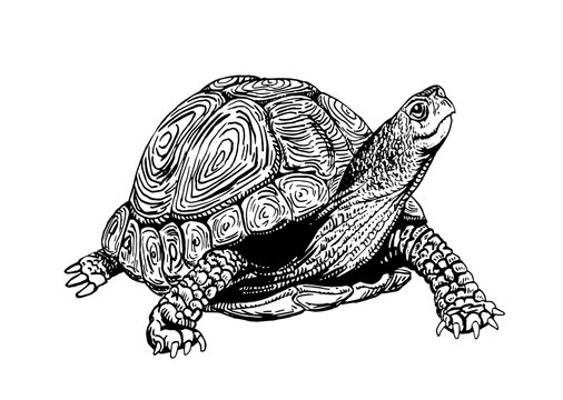 Graphical tortoise isolated on white background,vector sketchy illustration 