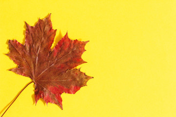 Red autumn leaf on yellow background 