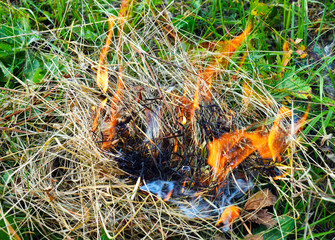 Forest fire. Careless handling of fire. Man sets fire to dry grass in the woods. Environmental protection. Fire. Burning match. A cigarette butt thrown into the grass. - 221565167