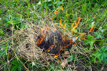 Forest fire. Careless handling of fire. Man sets fire to dry grass in the woods. Environmental protection. Fire. Burning match. A cigarette butt thrown into the grass.