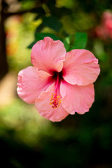 Obraz premium Hibiskus Blüte in Malaga, Spanien