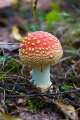 The alone agaric mashroom among the grass and old leaves in the forest. The natural summer or autumn landscape