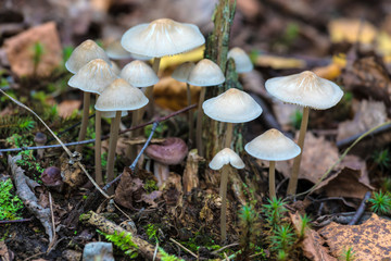 The family or colony of grebe or  toadstool mashrooms among the grass and old leaves in the forest. The natural summer or autumn landscape
