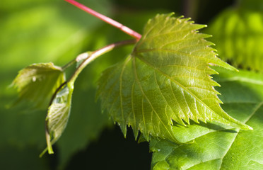 Junges Weinblatt