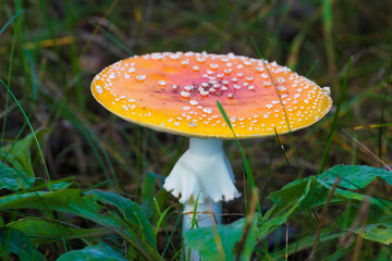 The alone agaric mashroom among the grass and old leaves in the forest. The natural summer or autumn landscape