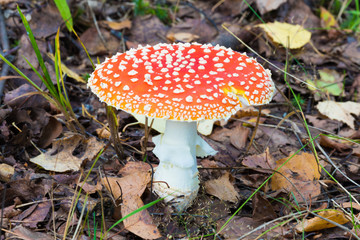 The alone agaric mashroom among the grass and old leaves in the forest. The natural summer or autumn landscape