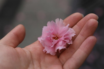 cherry tree flower on woman's hand with blurry background