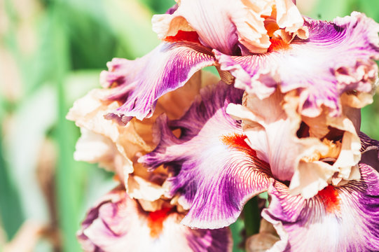 Iris aux couleurs vives