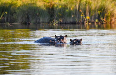 Nilpferd im Chobe River