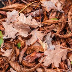 Fallen leaves of chestnut, maple, oak, acacia. Brown, red, orange and gren Autumn Leaves Background