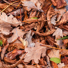 Fallen leaves of chestnut, maple, oak, acacia. Brown, red, orange and gren Autumn Leaves Background