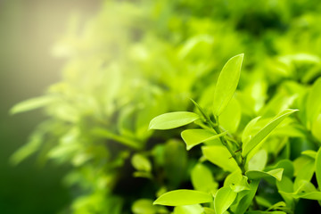 Closeup nature view of green leaf on blurred greenery background with copy space