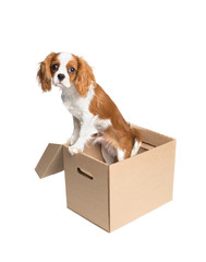 Cavalier king charles spaniel puppy in the cardboard box.