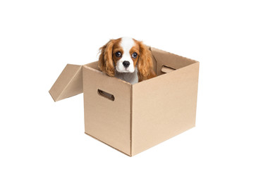 Puppy sitting in cardboard box. 