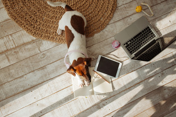 Cute dog playing with headphones