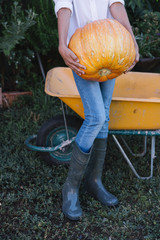 Young boy taking pumpkin in the field