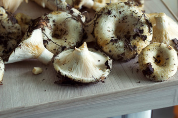 fresh raw mushrooms harvest on a kitchen table