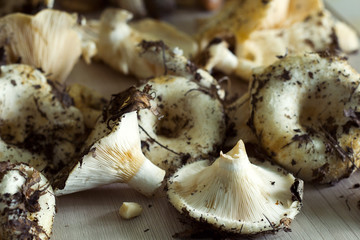 fresh raw mushrooms harvest on a kitchen table
