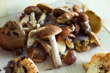 fresh raw mushrooms harvest on a kitchen table