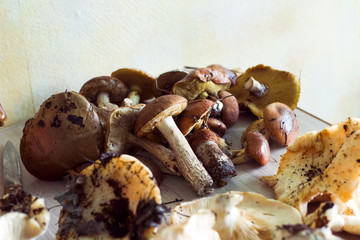fresh raw mushrooms harvest on a kitchen table