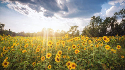 Sunflowerfields with sunrays