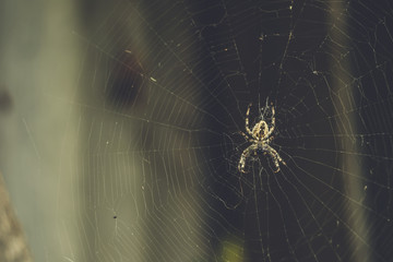 A large garden spider sits on a cobweb.