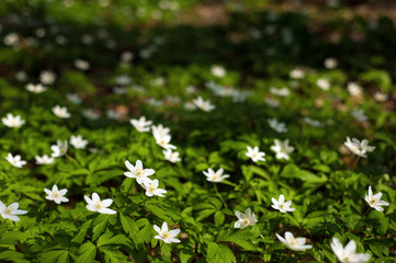 Anemone nemorosa flower in the forest in the sunny day. Wood anemone, windflower, thimbleweed. Fabulous green forest with blue and white flowers. Beautiful summer forest landscape.