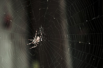 A large garden spider sits on a cobweb.