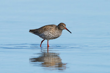 Common redshank (Tringa totanus)