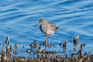 Common redshank (Tringa totanus)