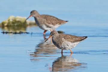 Common redshank (Tringa totanus)