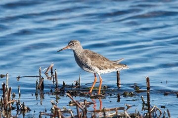 Common redshank (Tringa totanus)