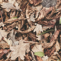 Fallen leaves of chestnut, maple, oak, acacia. Brown, red, orange and gren Autumn Leaves Background. Soft colors