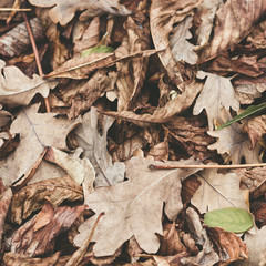 Fallen leaves of chestnut, maple, oak, acacia. Brown, red, orange and gren Autumn Leaves Background. Soft colors