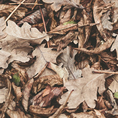 Fallen leaves of chestnut, maple, oak, acacia. Brown, red, orange and gren Autumn Leaves Background. Soft colors