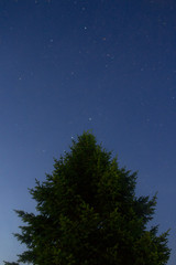 Naklejka premium christmas tree and stars