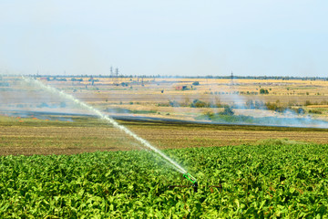 Installation of irrigation system in the field, water sprinkler in function of watering of agricultural plants.